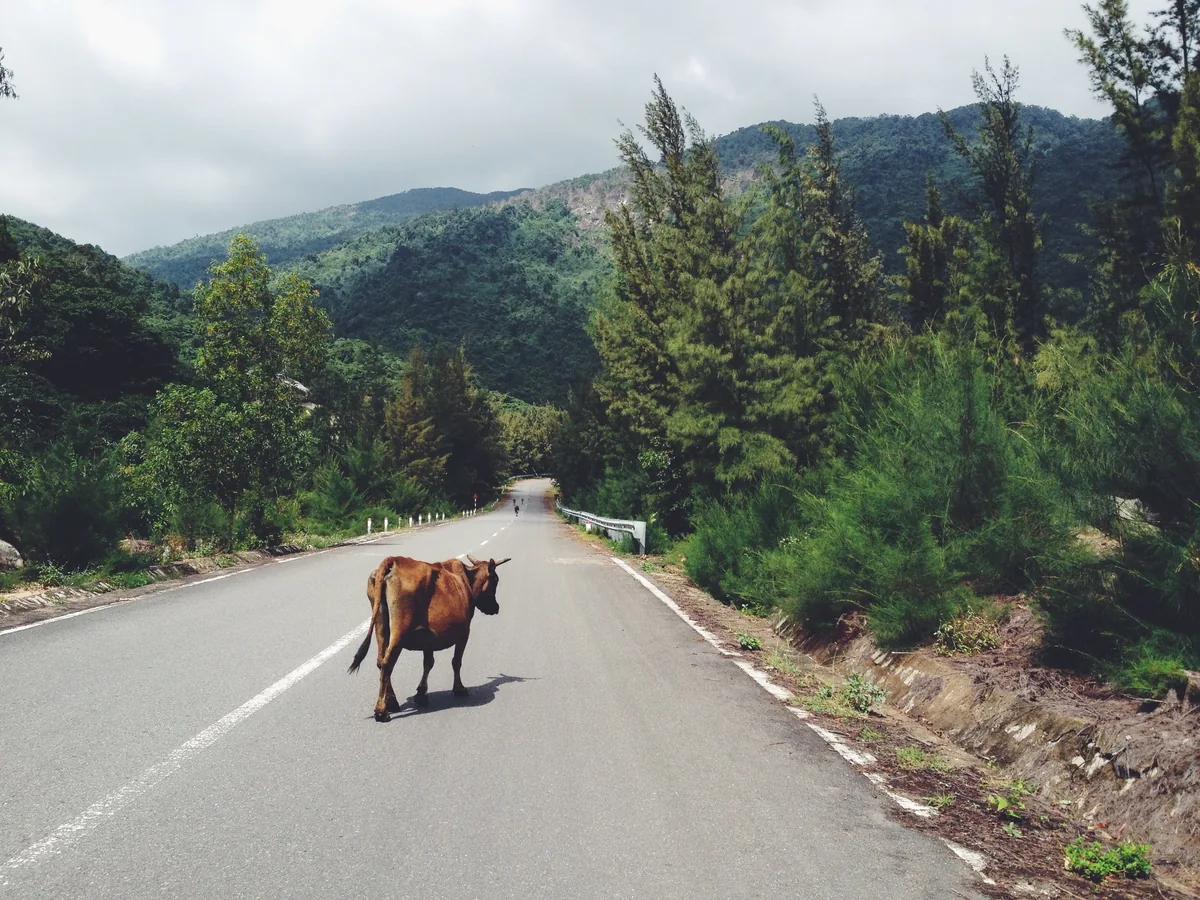 A cow crosses a quiet mountain road lined with pine trees near Quy Nhon, Vietnam.