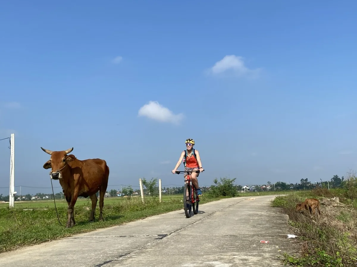 A cyclist rides past a grazing cow on a rural concrete path through the Hoi An countryside.