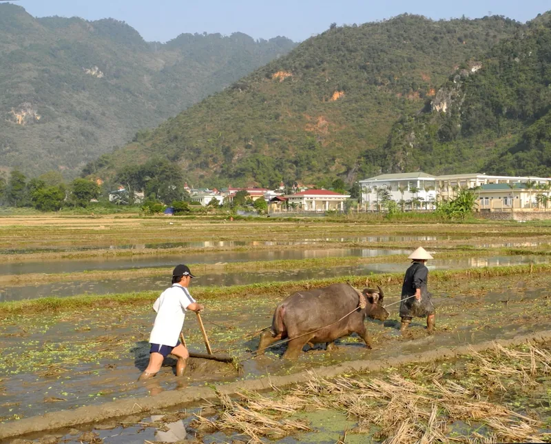 Farmers guide a water buffalo to plow a flooded rice field against the mountains of Mai Chau valley.