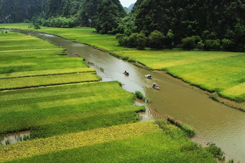 Small boats drift along a winding river through golden rice fields beneath limestone karsts near Ninh Binh.