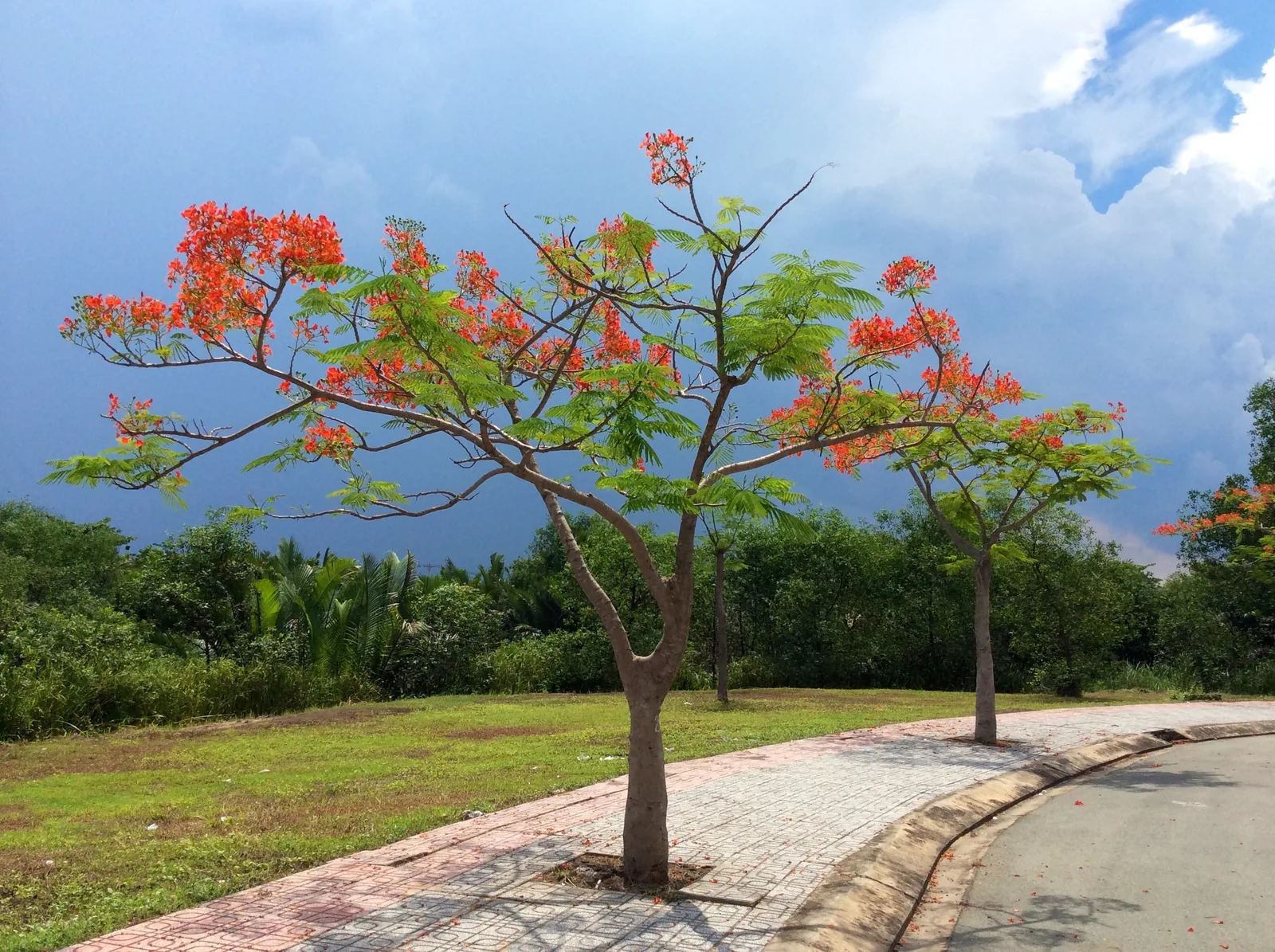 A blooming flame tree with red flowers lines a paved path under a stormy sky in Ho Chi Minh City.
