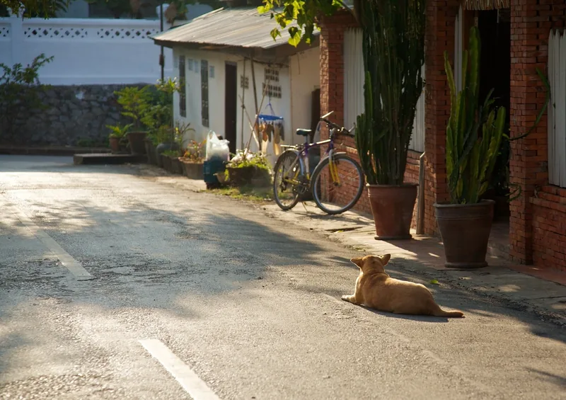 A dog rests on a quiet street lined with brick houses, potted cacti, and a parked bicycle in Luang Prabang.