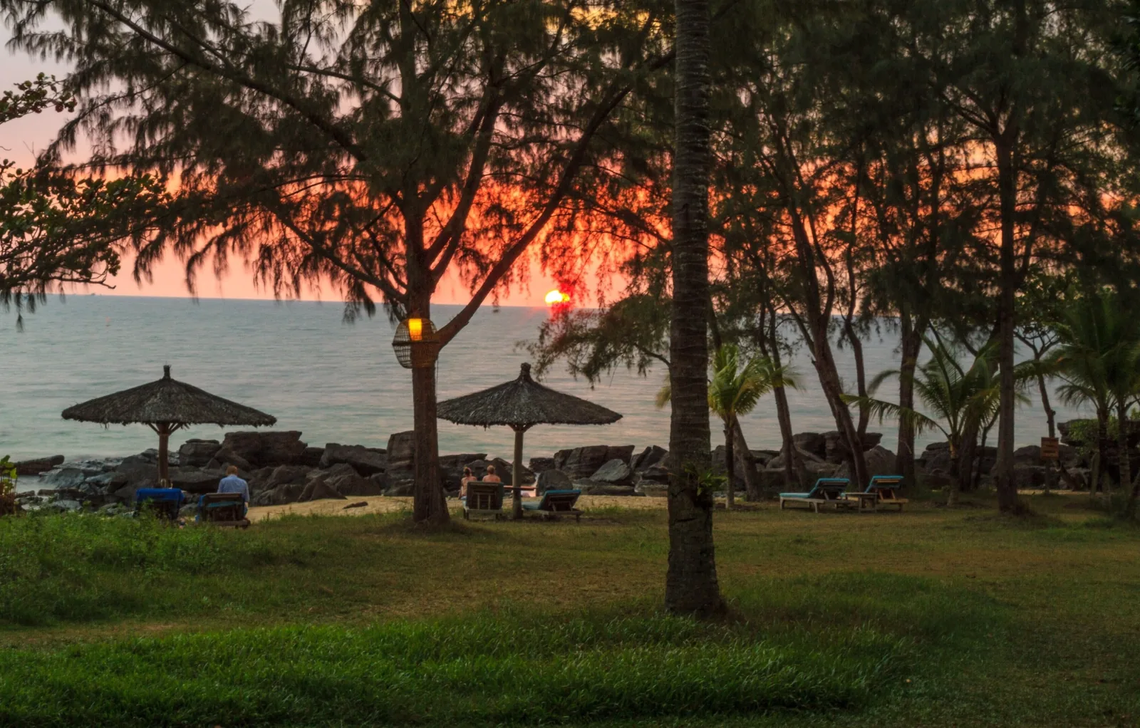 Thatched umbrellas and loungers line a quiet beach at sunset among pine trees on Phu Quoc island.