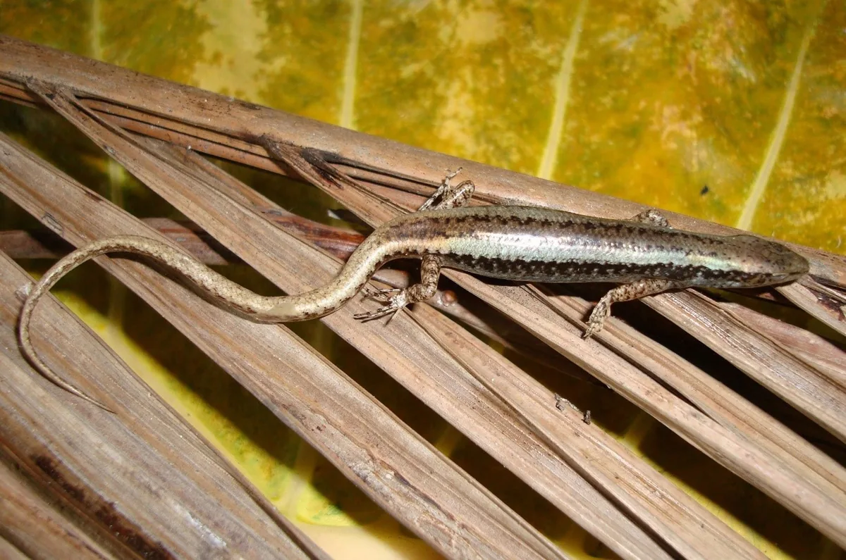A striped skink rests on a dried palm leaf in Pu Luong Nature Reserve.