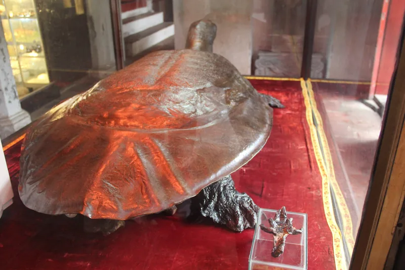 A preserved giant turtle specimen displayed in a glass case at Ngoc Son Temple on Hoan Kiem Lake in Hanoi.
