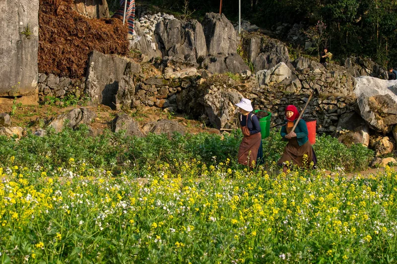 Two farmers carry buckets past a flowering field with rocky karst terrain in the background in Ha Giang.
