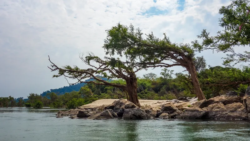 A twisted tree grows over rocks on a small islet along the Mekong River in Si Phan Don, Laos.