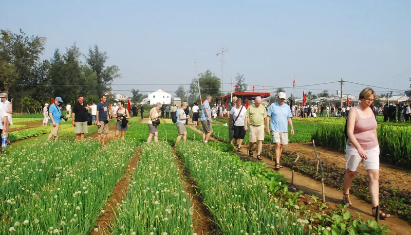 Tourists walk between rows of vegetable beds at Tra Que village near Hoi An.