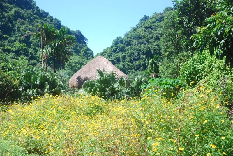 A thatched-roof hut nestles among palms and limestone hills behind a field of yellow wildflowers in Ninh Binh.