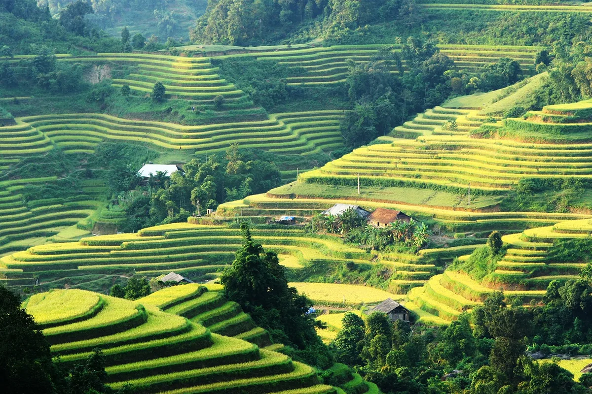Terraced rice fields ripple across steep hillsides with scattered farmhouses in Hoang Su Phi, Ha Giang.