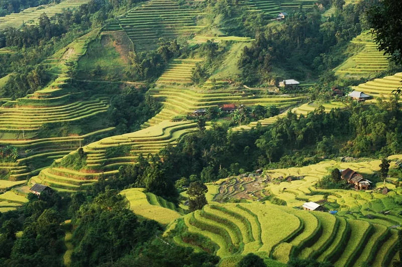 Golden and green rice terraces cascade down steep hillsides with scattered wooden houses in Hoang Su Phi, Ha Giang.