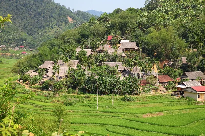 Thatched-roof stilt houses nestled among palm trees and green rice terraces in Pu Luong Nature Reserve.