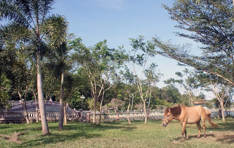 A brown horse grazes on grass beside a stone bridge and palm trees in Vung Tau.